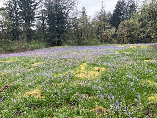 Camas Lily Fields